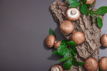 Royal champignons on oak tree bark with fresh green bay leaves. Ingredient for cooking vegan food