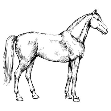 Horse in profile vintage vector sketch.