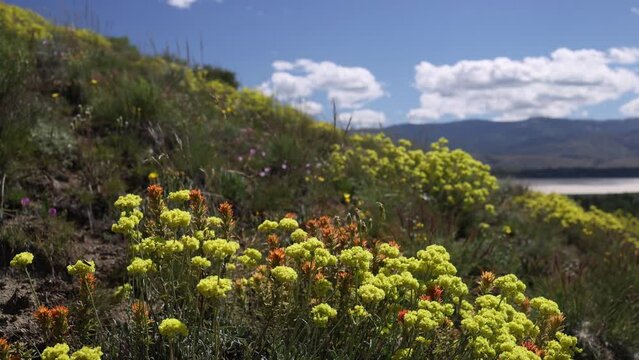 Wild Buckwheat in Northern Nevada Blowing in the Breeze - Shallow Depth of Field