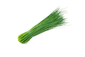 Green chives leaves vegetable bunch tied with blue rubber band isolated transparent png. Allium schoenoprasum.