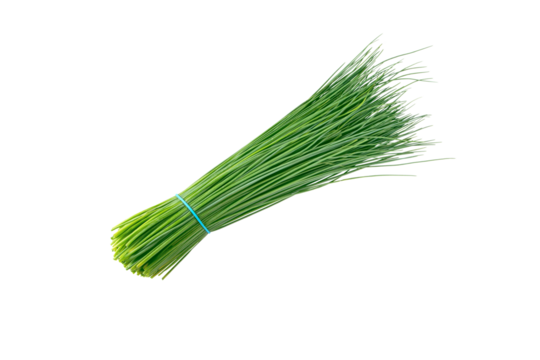 Green chives leaves vegetable bunch tied with blue rubber band isolated transparent png. Allium schoenoprasum.