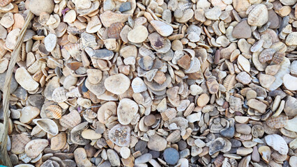 Abstract background and texture of shell pieces. Texture, pattern, frame, copy space. Assorted...