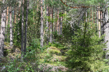 Forest landscape in the archipelago in Finland in summer