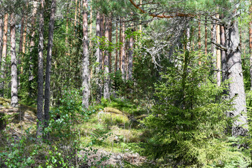Forest landscape in summer