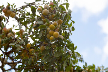 Mirabelle plums still hanging from the tree