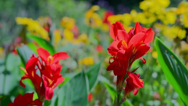 Canna Red Lily Plant in Flower Bed in Türkenschanzpark Vienna during a sunny day. Shot with Sony FX3 in 4K, slow motion