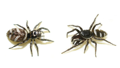 Salticus scenicus black and white zebra jumping spider male and female on white background