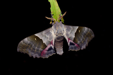The nocturnal modest sphinx moth on dark background