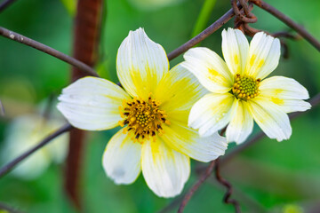 Close up of the flower of Arizona beggar-ticks or bidens aurea, Arizona or Apache beggarticks, bur marigold, with dark yellow center and bicolor golden yellow and white petals