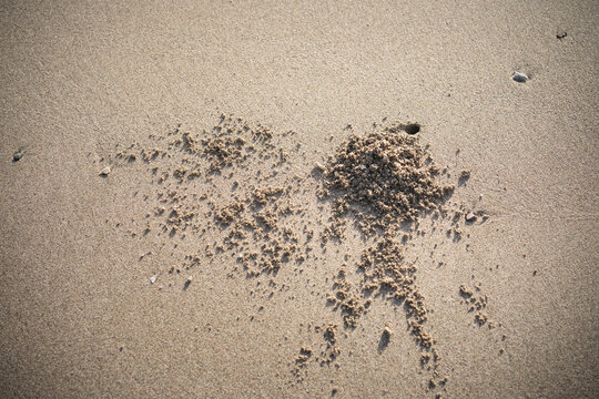 Sand pit made by crabs. To feed, the crabs burrow backward into the sand and face seaward.