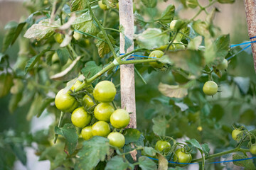 Green tomatoes fruit in the garden.