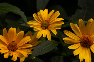 Sunny Jerusalem artichoke