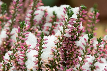Young pink flowers growning under snow