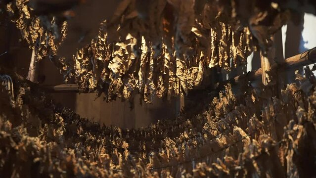 View through the rows of harvested tobacco leaves hanging on a rope and dried in the shade of a special room. Production of famous handmade cuban cigars on the fabric
