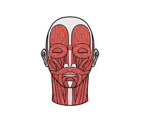 顔の筋肉解剖（文字なし）