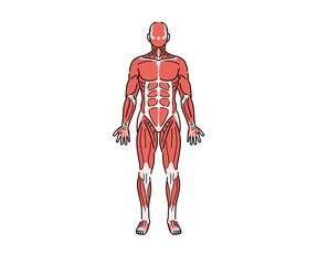 筋肉の解剖（文字なし） - obrazy, fototapety, plakaty