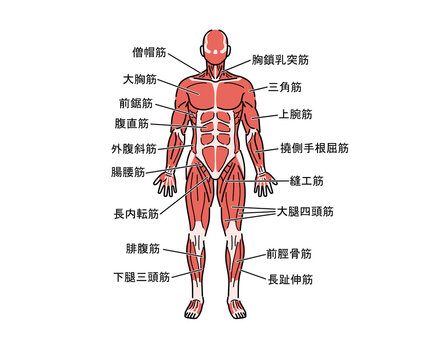 筋肉の解剖