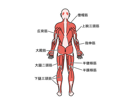 筋肉の解剖（背面）（文字なし）