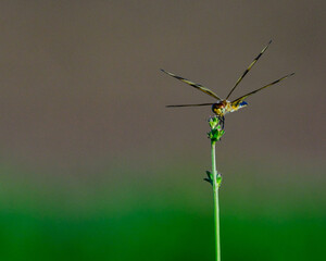 Dragonfly on a tall plant