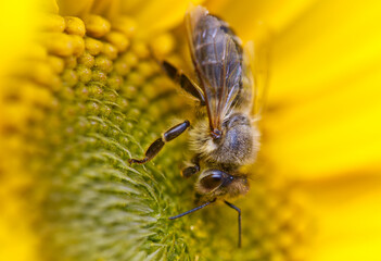 Biene auf Sonnenblume