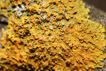 xanthoria parietina mushroom macro photo