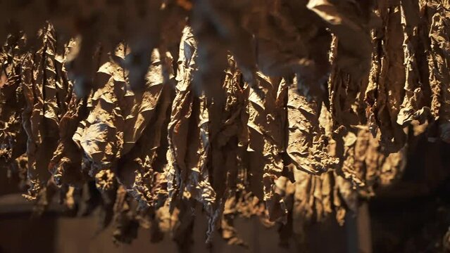 Close up of harvested lighted tobacco leaves hanging on a rope and dried in the shade of a special room. Production of famous handmade cuban cigars on the fabric