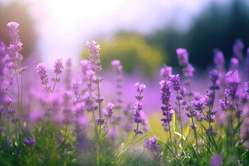 Fototapeta na wymiar Whimsical Lavender Landscape