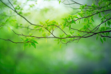 Obraz premium Vibrant Green Branches