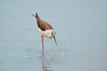 採餌中のセイタカシギ
