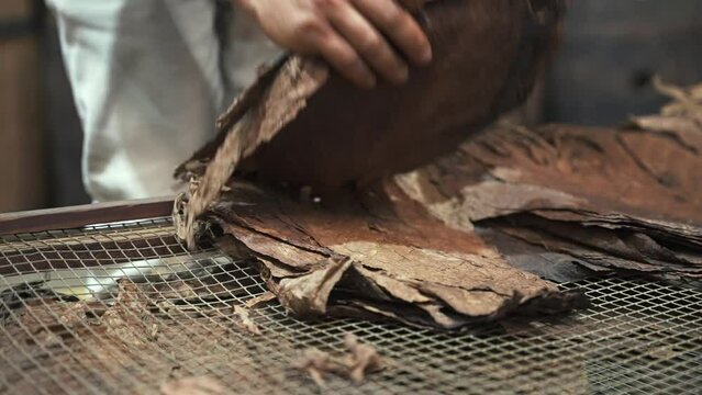 Close up of male hands lay out dry tobacco leaves on on a mesh of a special pallet. Production process of handmade cigars at the factory