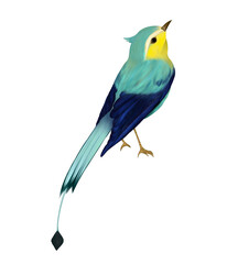 Hand drawing of a blue-yellow bird, looking up