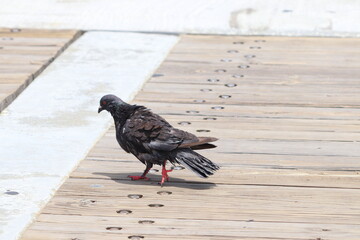 Bird at Jacksonville Beach and Pier off the ocean in Jacksonville, Florida. 
