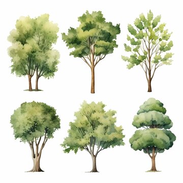 set of trees with watercolor illustrations