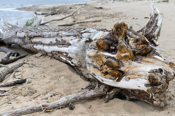 Washed out tree on the beach, environment concept
