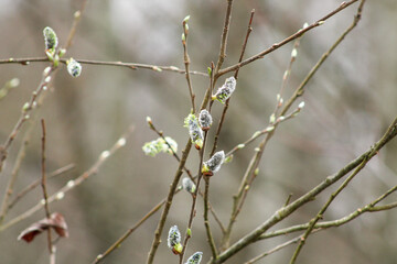 Soft willow blossoms in spring