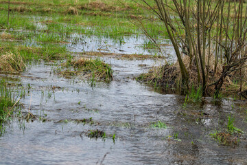 A bush flooded in a field in early spring
