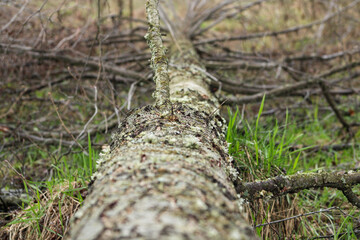 Tree trunk cut down illegally in early spring
