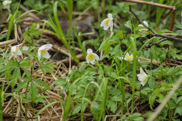 Wildflowers in early spring