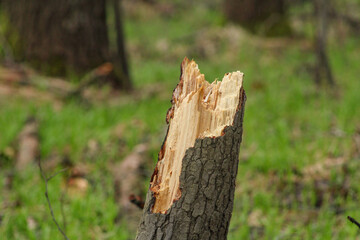 Fresh stump of a broken tree in the forest in spring close-up