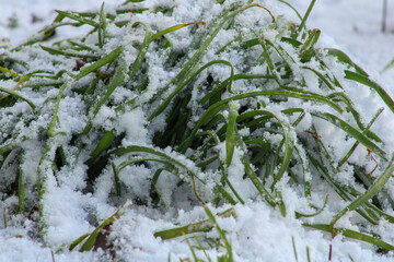 Grass bush under a layer of melting snow close up