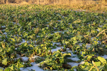 Green grass beneath the melted snow