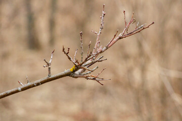 Young branch of a wild tree on the background of dry grass