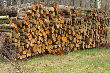 Pack of fresh cut alder firewood