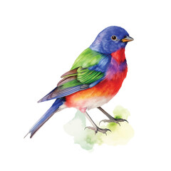  Painted Bunting watercolor paint