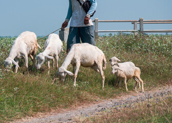 Naklejka premium the sheep are being pastured
