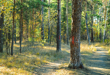 Pine trunk with a red mark in the autumn forest flooded with sunlight