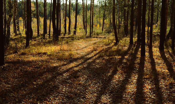 Shadows from trees and sunlight on the undergrowth in the autumn forest