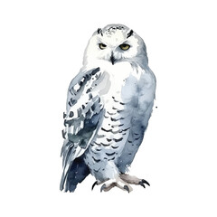 Snowy Owl watercolor paint