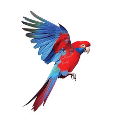 Obraz premium Crimson Rosella watercolor paint 