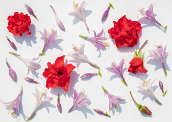 Beautiful delicate blue flowers and mini red roses on a white background. Floral pattern, botanical pattern.